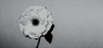 39171912168973734344.gif