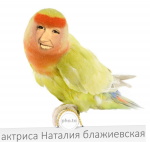 39568518413693042268.jpeg