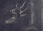 79038469815656151754.gif