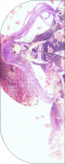 99940296212681881787.png